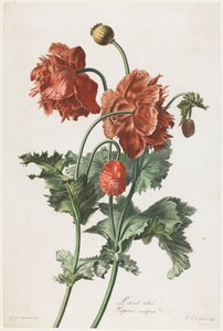 Termesztett mák, a Fleurs Dessinees d